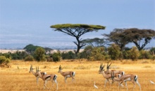 On safari in Kruger National Park